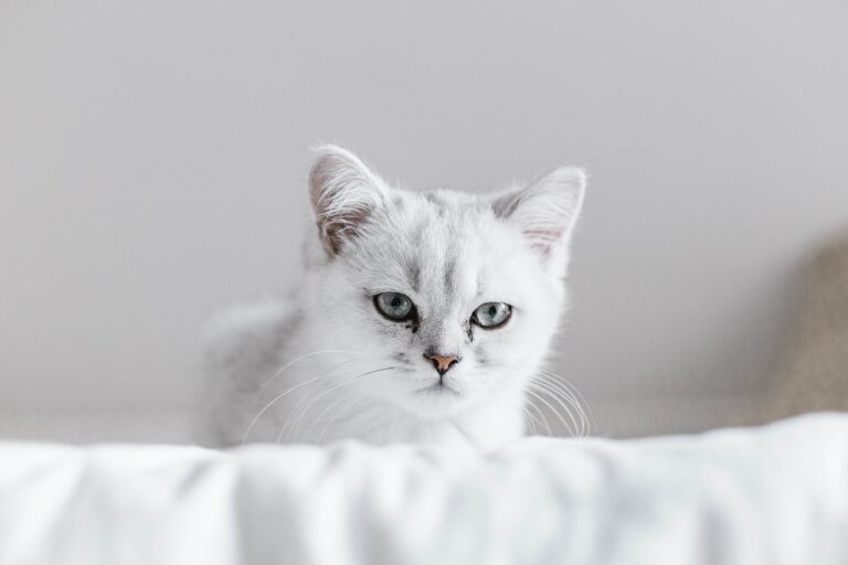 初めて子猫のペット保険はどう選ぶ？