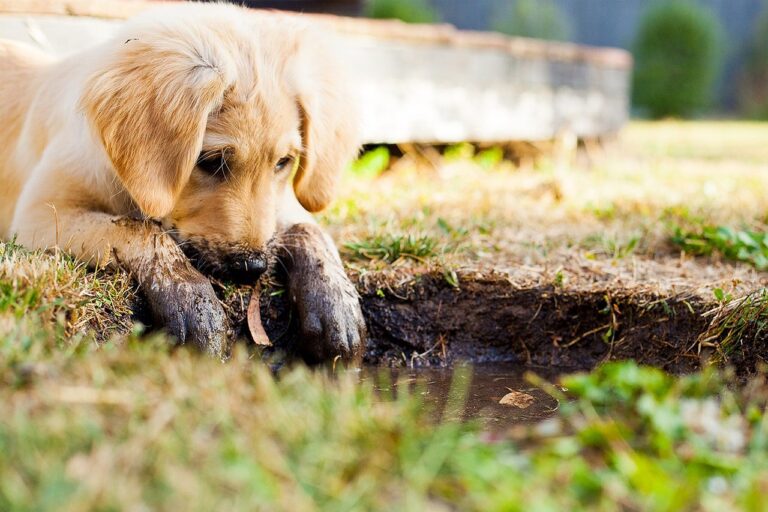 子犬のペット保険、既往症があっても加入できる？