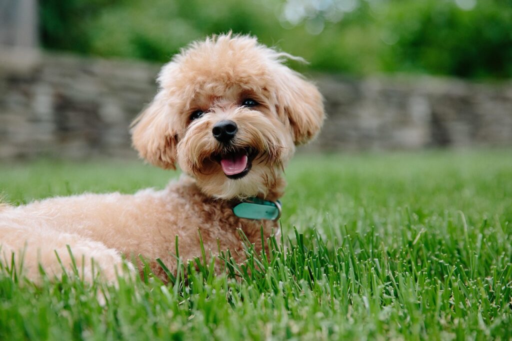 子犬のペット保険、月額が安いおすすめはどれ？