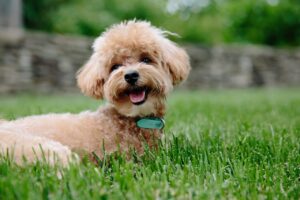 子犬のペット保険、月額が安いおすすめはどれ？