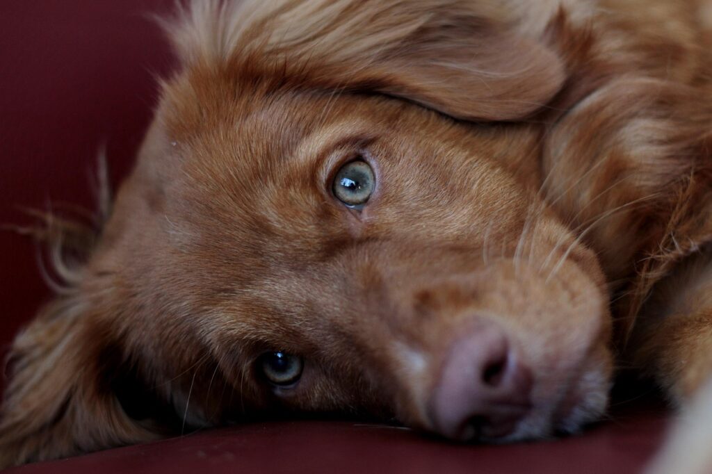 子犬のペット保険はいつ入るべき？