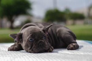 子犬のペット保険をアプリ請求する際のおすすめは？