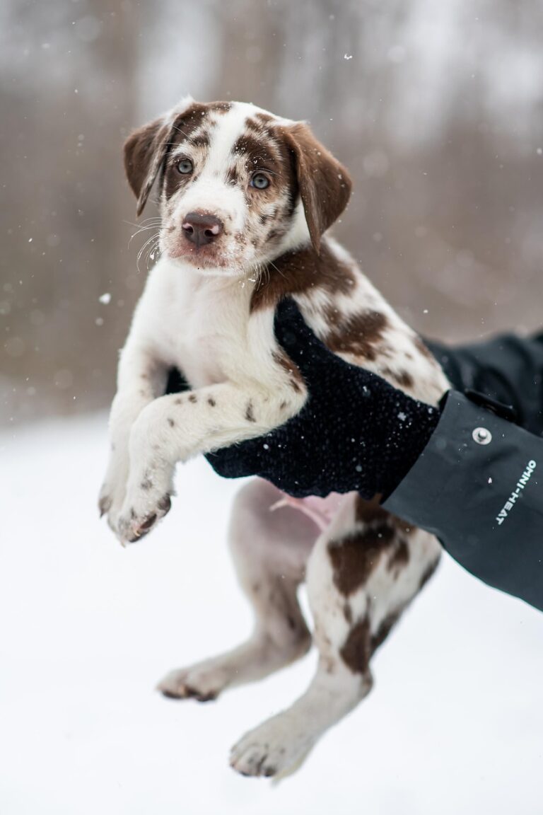 子犬のペット保険告知はどこまで必要？