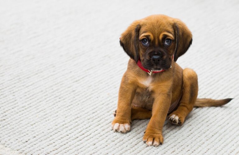 子犬の骨折に対するペット保険の補償はどれくらい？