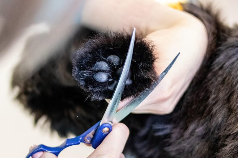 子犬をお迎え当日にペット保険に入れる方法は？
