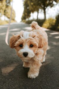 子犬をペット保険に生後45日で入れるのは本当にお得？