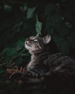子猫にペット保険は必要？マイクロチップの申込み方法と注意点は？