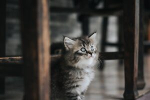 子猫のためのペット保険、万が一の高額治療に備える方法は？