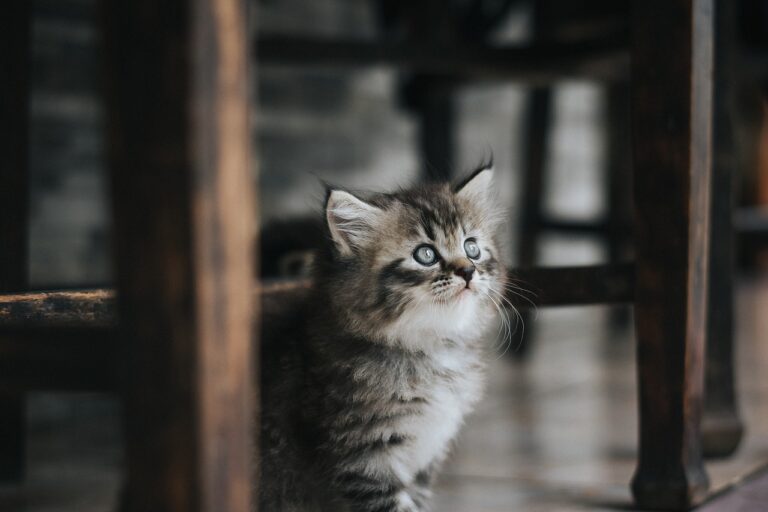 子猫のためのペット保険、万が一の高額治療に備える方法は？