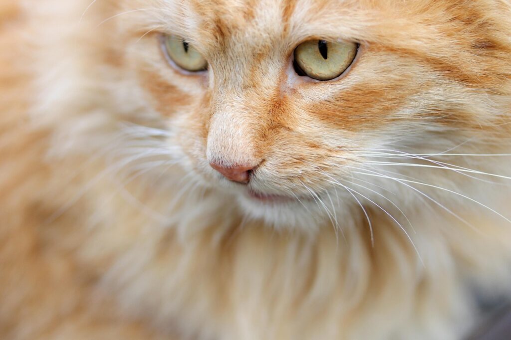 子猫のペット保険はいつ入るべき？