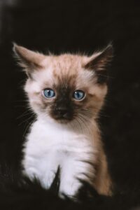 子猫のペット保険は生後30日から入れる？