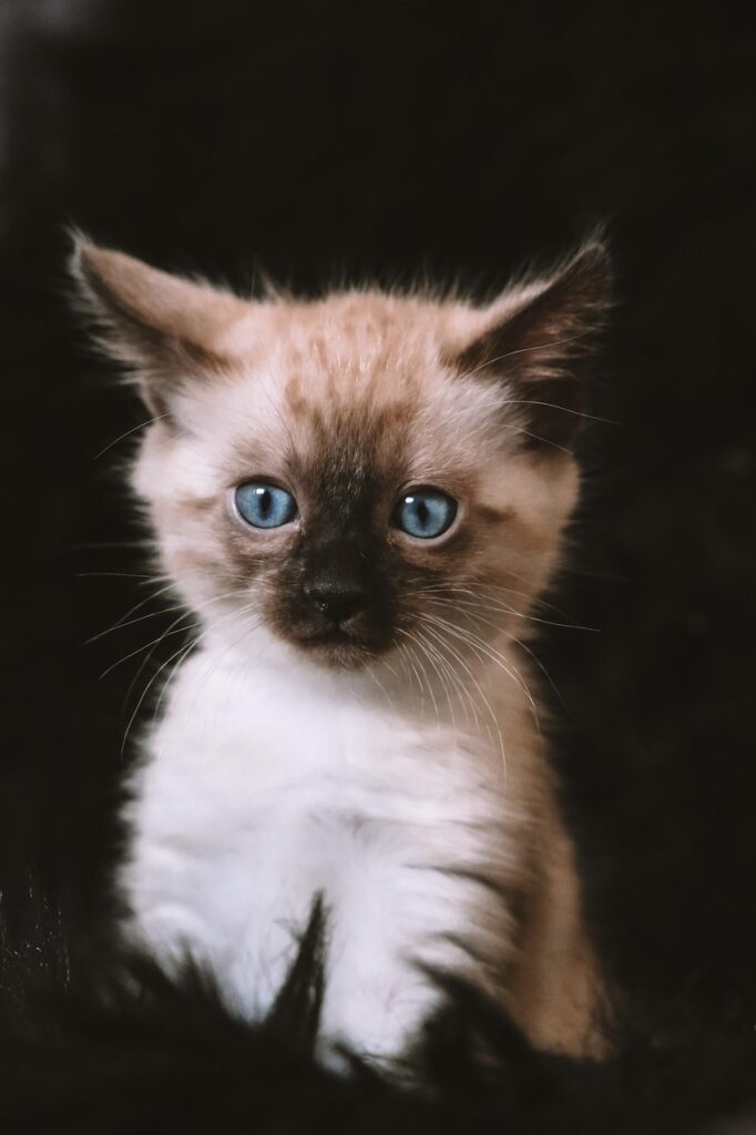子猫のペット保険は生後30日から入れる？
