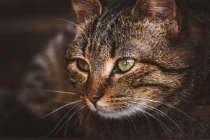子猫のペット保険告知はどこまで必要？