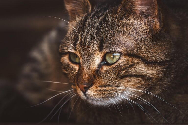 子猫のペット保険告知はどこまで必要？