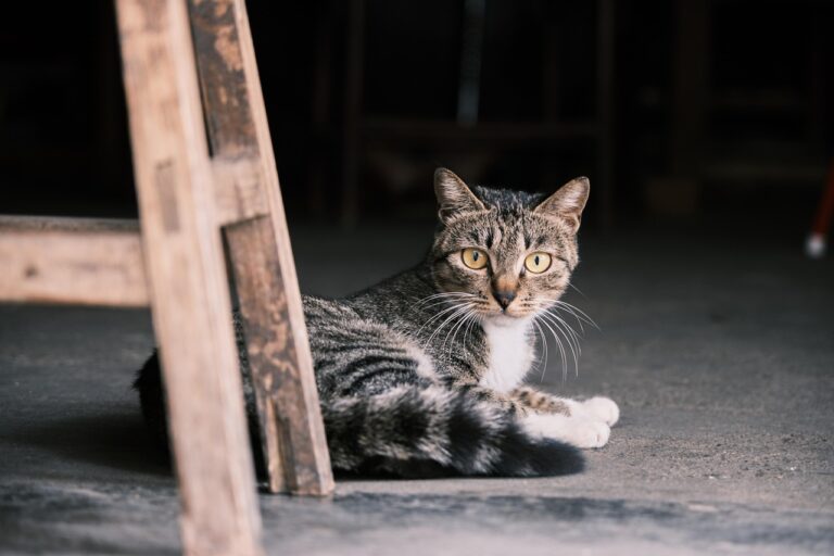 子猫のペット保険請求が早い会社はどこ？