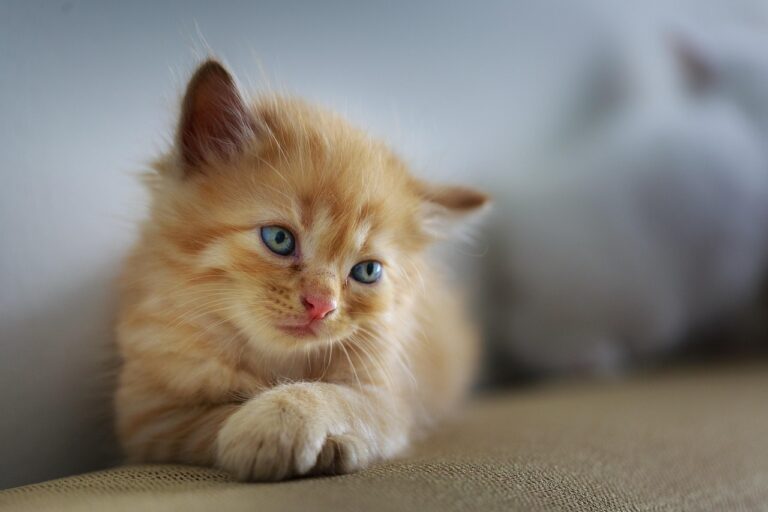 子猫の骨折に対するペット保険の補償はどれくらい？