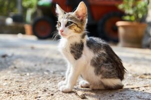 子猫をお迎え当日にペット保険に入れるべき？