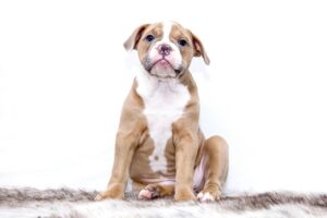 ペットアンドファミリーの子犬、口コミは本当に信頼できる？