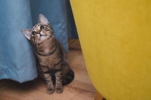 ペット保険の申込み前に必ず確認すべきポイントは？