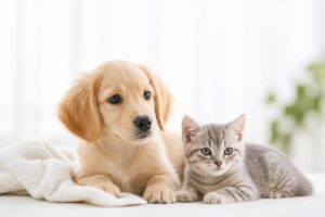 子猫のペット保険告知はどこまで必要？