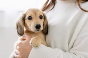 猫保険は何歳から加入するのがベストですか？