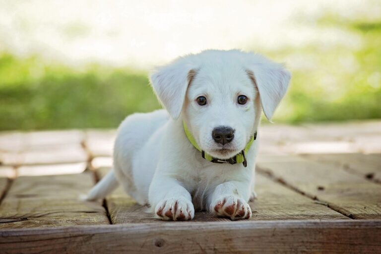 子犬の保険はどこがいい？選び方とおすすめを徹底解説！