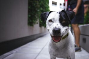 子犬の保険は必要な時期はいつ？