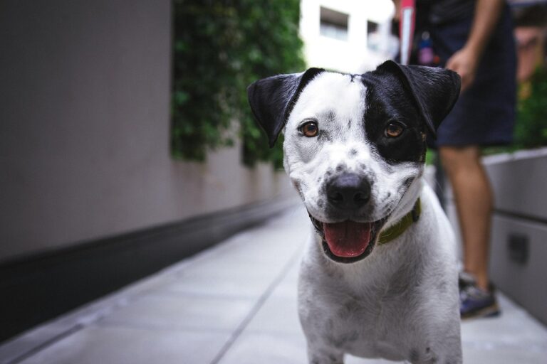 子犬の保険は必要な時期はいつ？