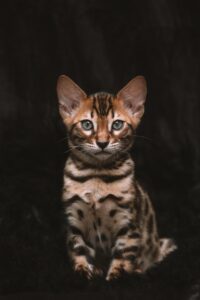 子猫の保険は本当に必要？口コミや評判からわかる選び方とは？