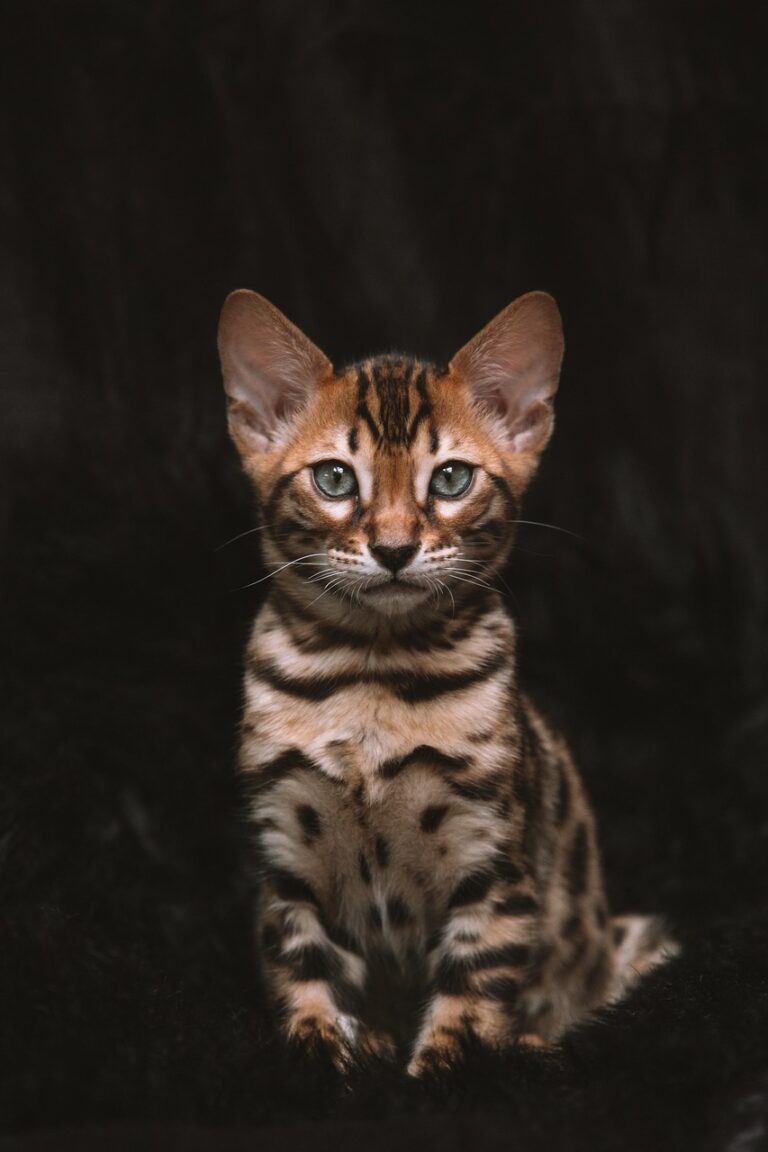 子猫の保険は本当に必要？口コミや評判からわかる選び方とは？