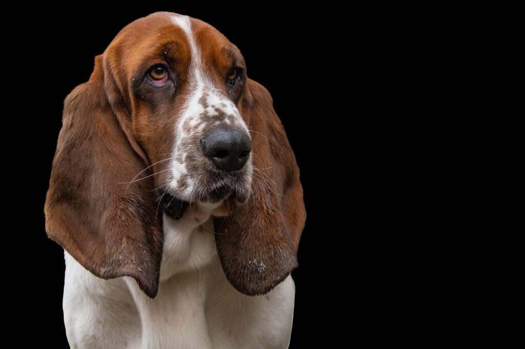 犬の保険は待機期間なしで入れる？そのメリットと注意点は？