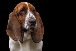 犬の保険は待機期間なしで入れる？そのメリットと注意点は？