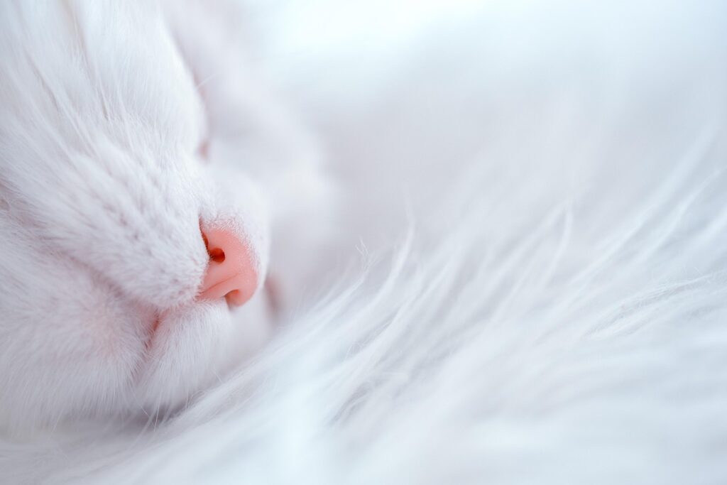 猫の保険は最安でどれを選ぶべき？